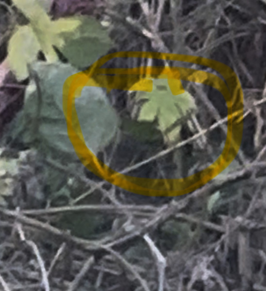 Mourning Warbler - ML644434536