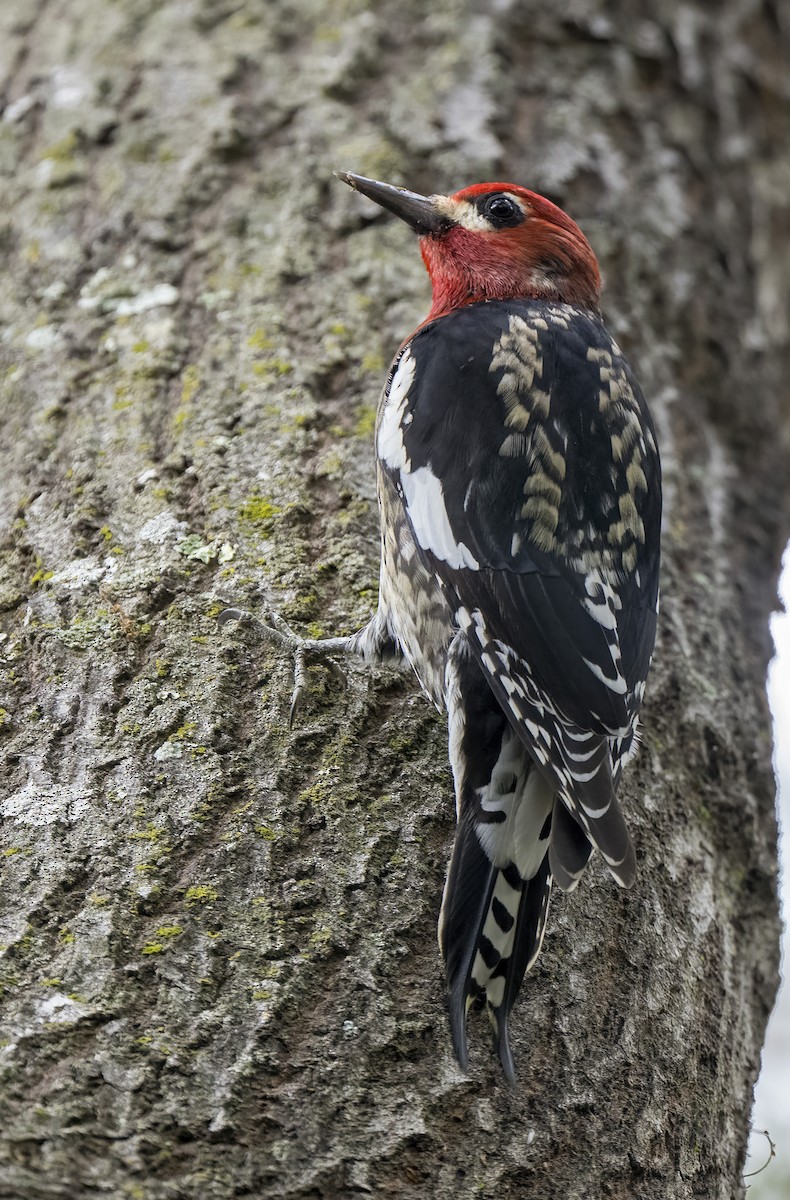 Red-breasted Sapsucker - ML644434538