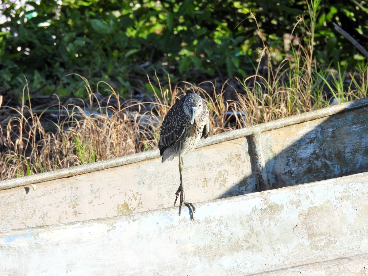 אנפת לילה צהובת-כיפה - ML644434540