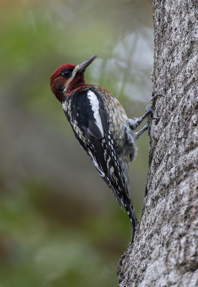 Red-breasted Sapsucker - ML644434543