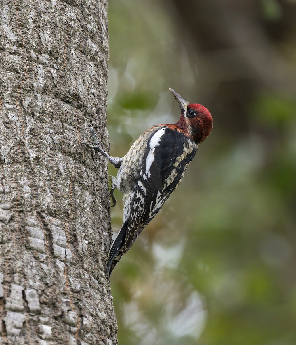Red-breasted Sapsucker - ML644434546