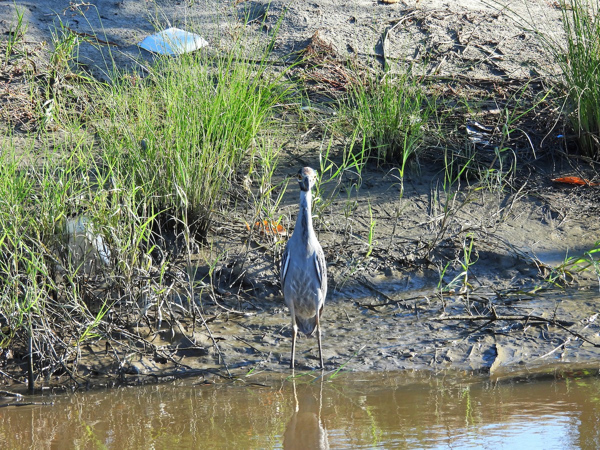 אנפת לילה צהובת-כיפה - ML644434554
