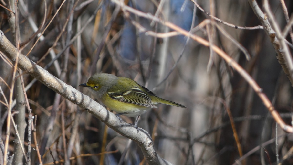 zelenáček bělooký - ML644434559