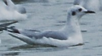 Bonaparte's Gull - ML644434564
