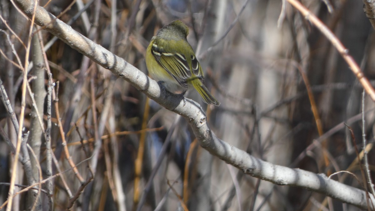 zelenáček bělooký - ML644434571