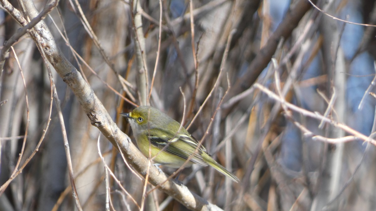 zelenáček bělooký - ML644434591