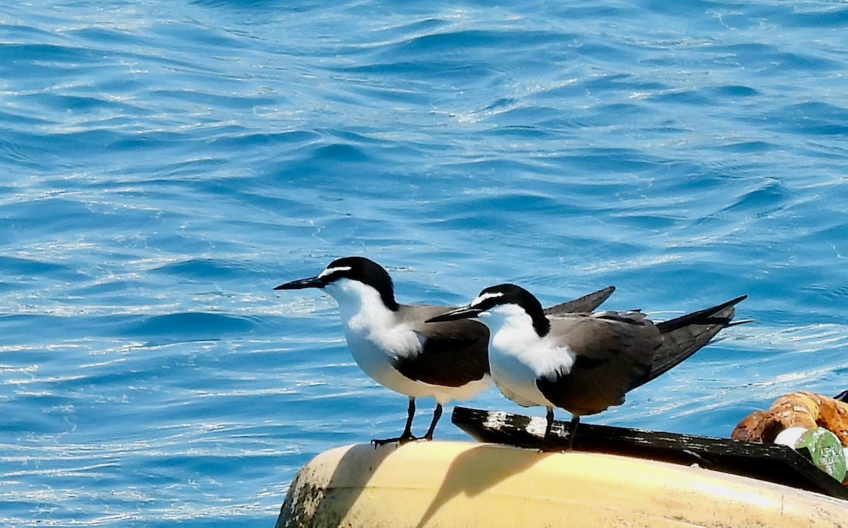 マミジロアジサシ - ML644434607