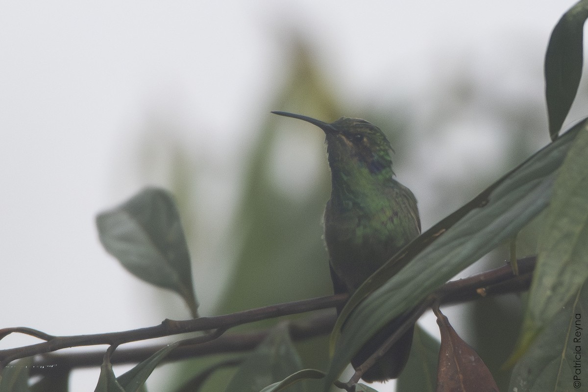 Lesser Violetear - ML644434612