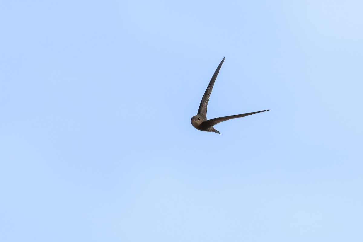 kanariseiler - ML644434625