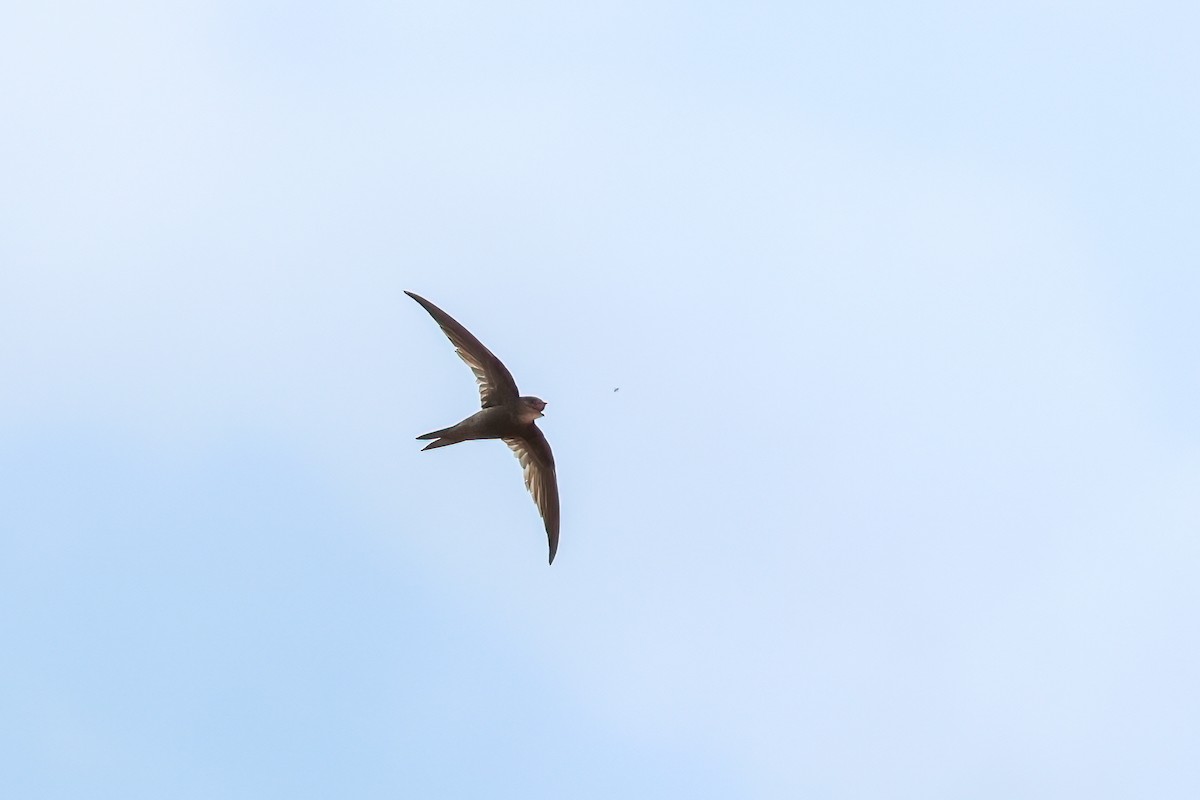 kanariseiler - ML644434629