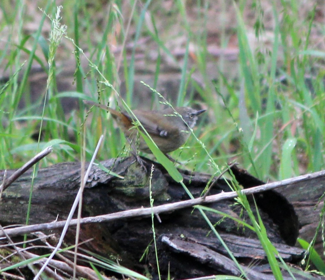 White-browed Scrubwren (White-browed) - ML644434651