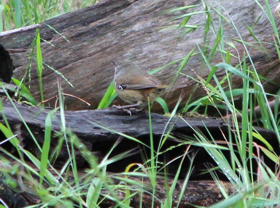 White-browed Scrubwren (White-browed) - ML644434652