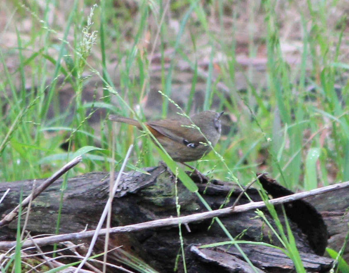 White-browed Scrubwren (White-browed) - ML644434653