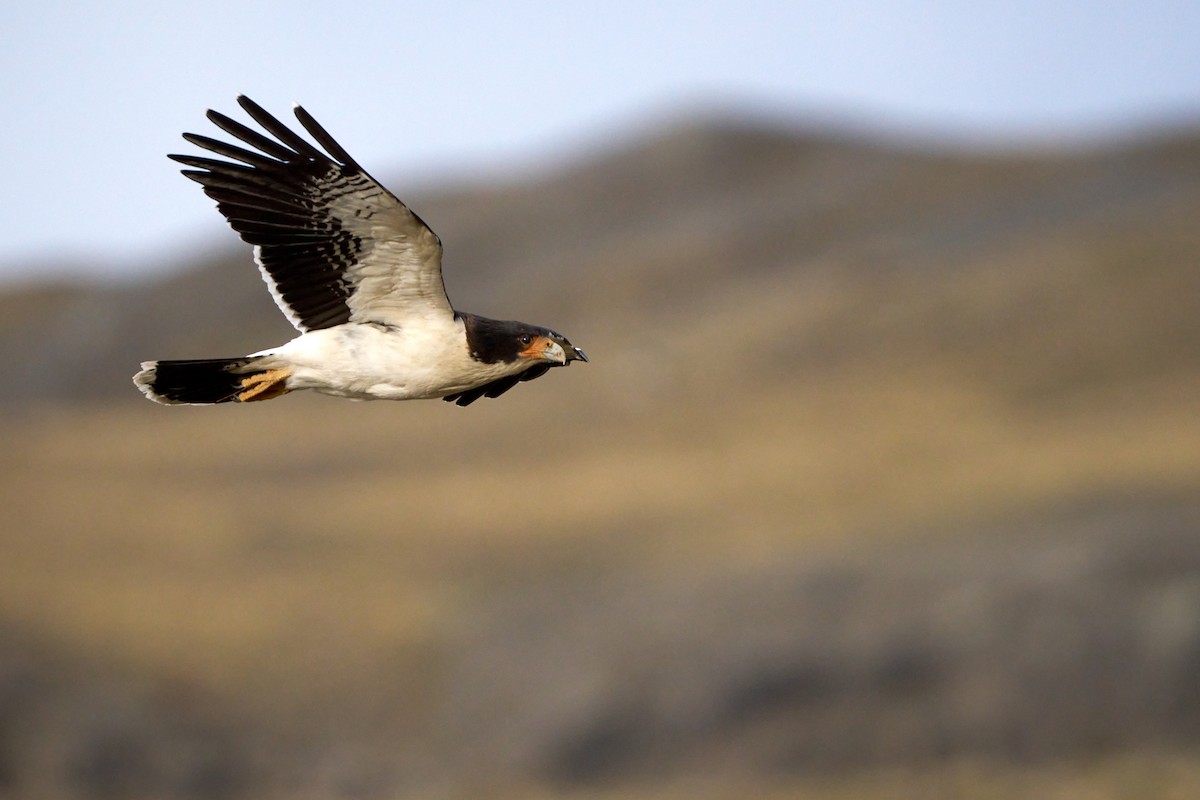 hvitbrystkarakara - ML644434669