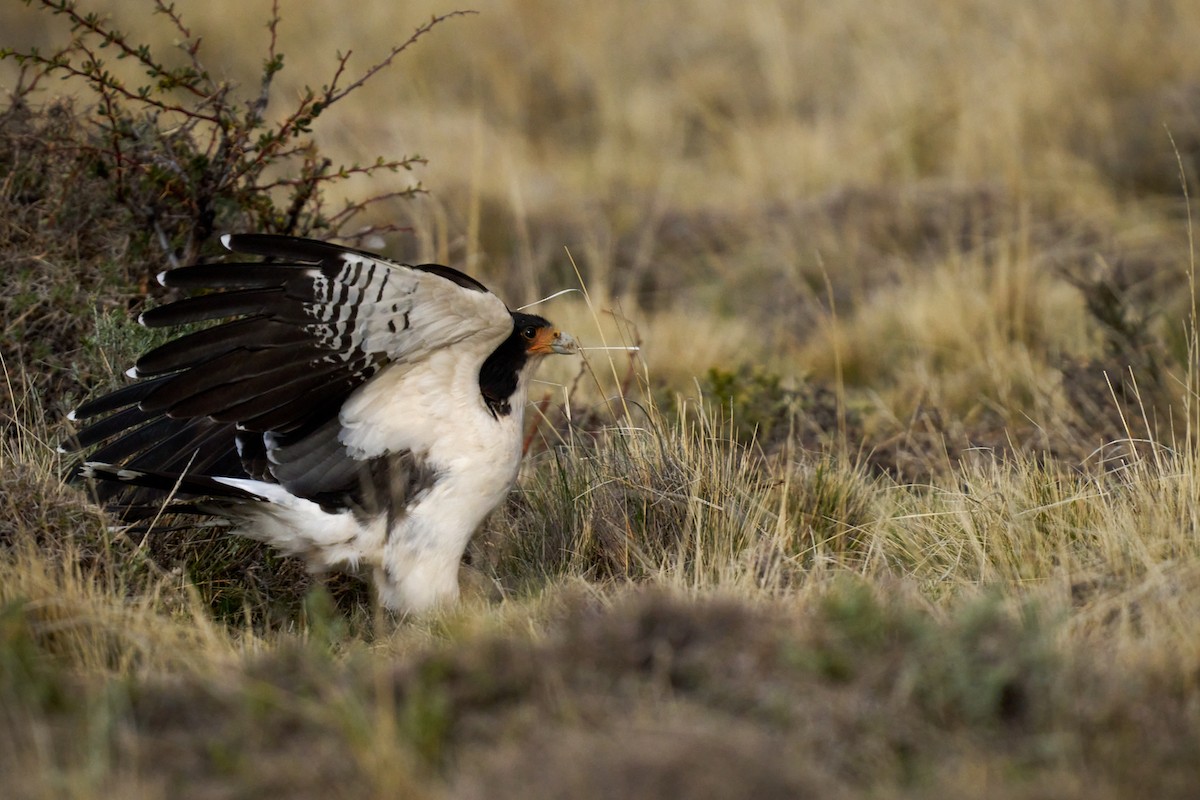 hvitbrystkarakara - ML644434676