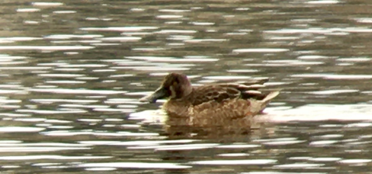 skjeand - ML644434680