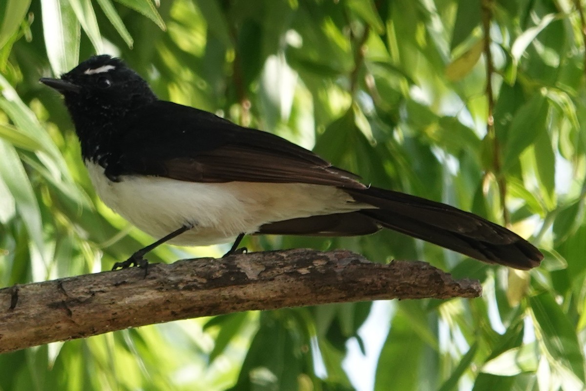 Willie-wagtail - ML644434685