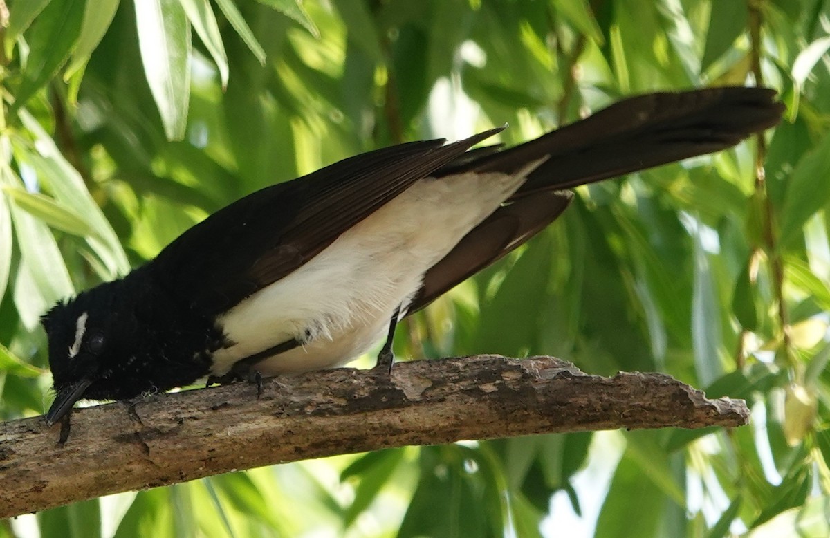 Willie-wagtail - ML644434686