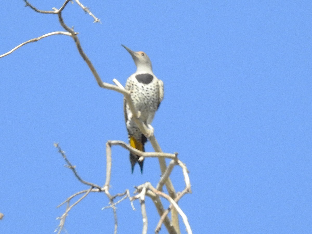 Gilded Flicker - ML644434693