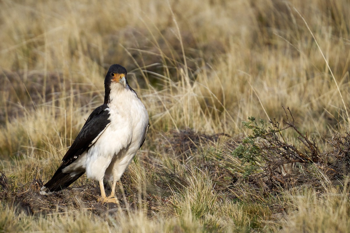 hvitbrystkarakara - ML644434701