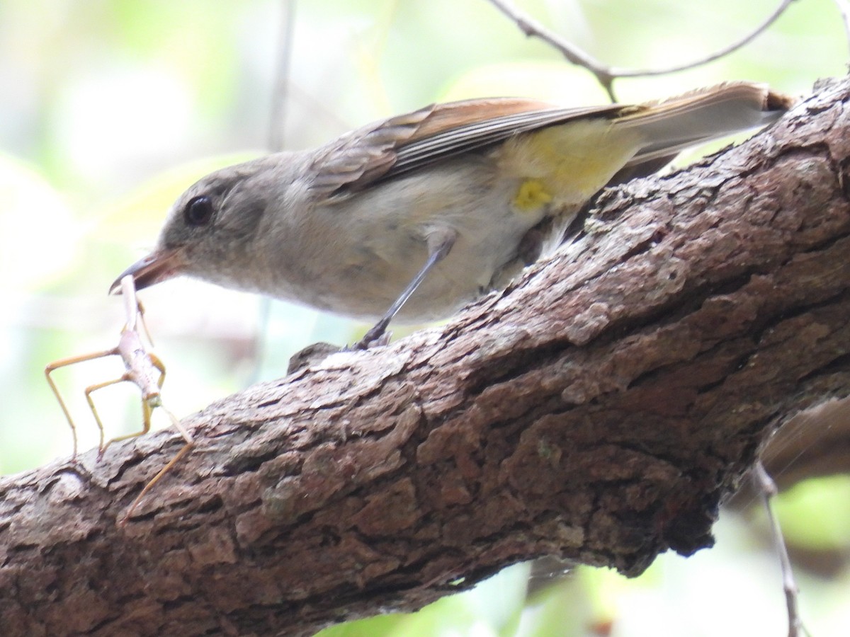 Gelbbauch-Dickkopf [pectoralis-Gruppe] - ML644434708