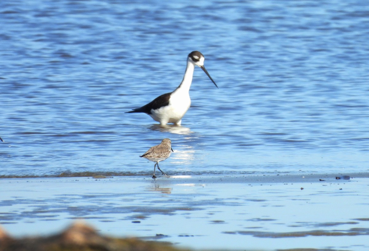Western Sandpiper - ML644434710
