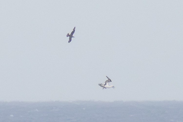 Labbe pomarin - ML644434713