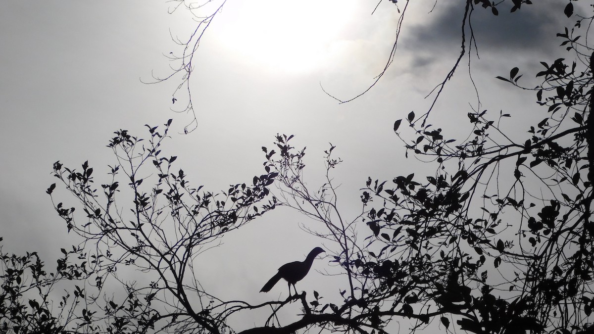 Colombian Chachalaca - ML644434714