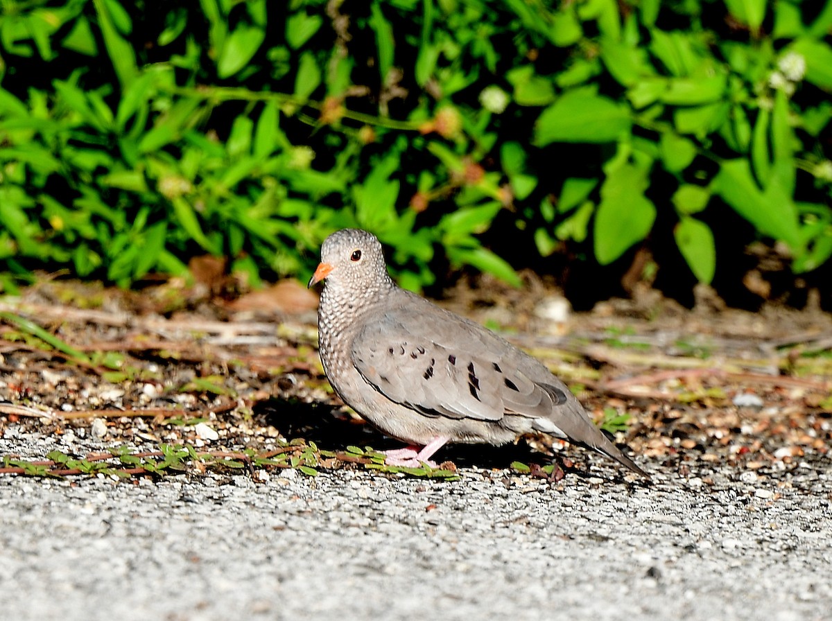 Common Ground Dove - ML644434715