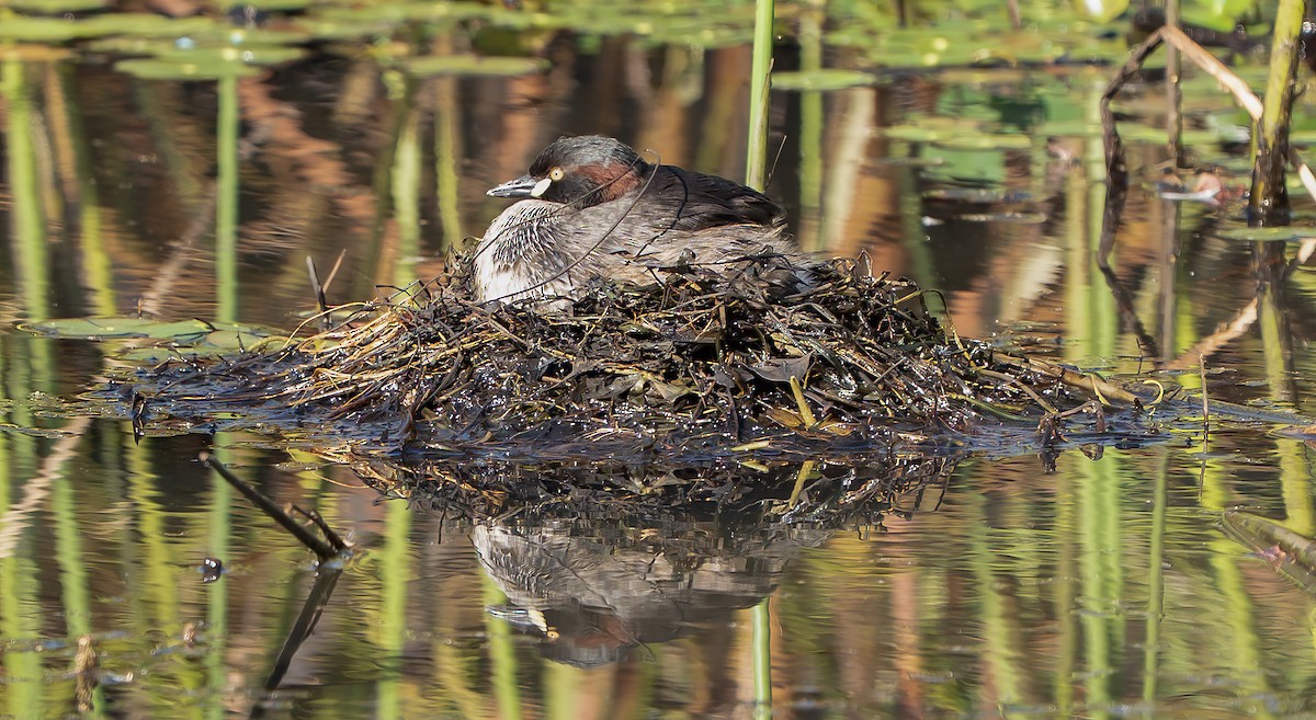 Australasian Grebe - ML644434717