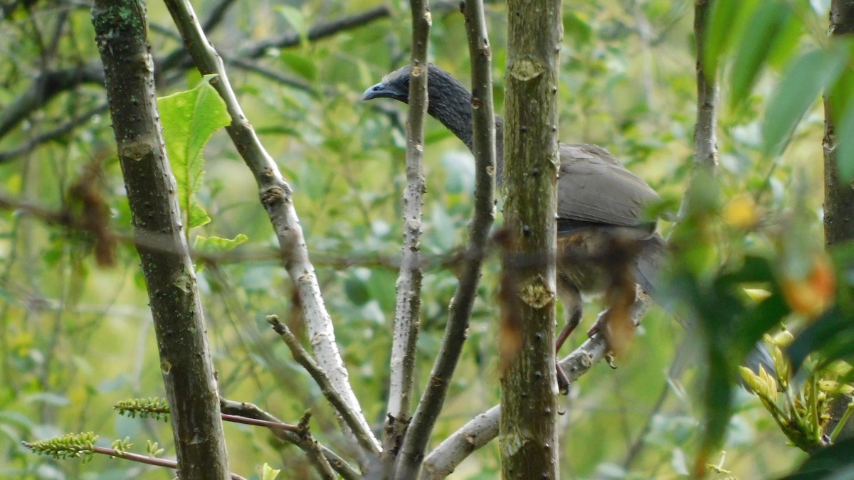 Colombian Chachalaca - ML644434718