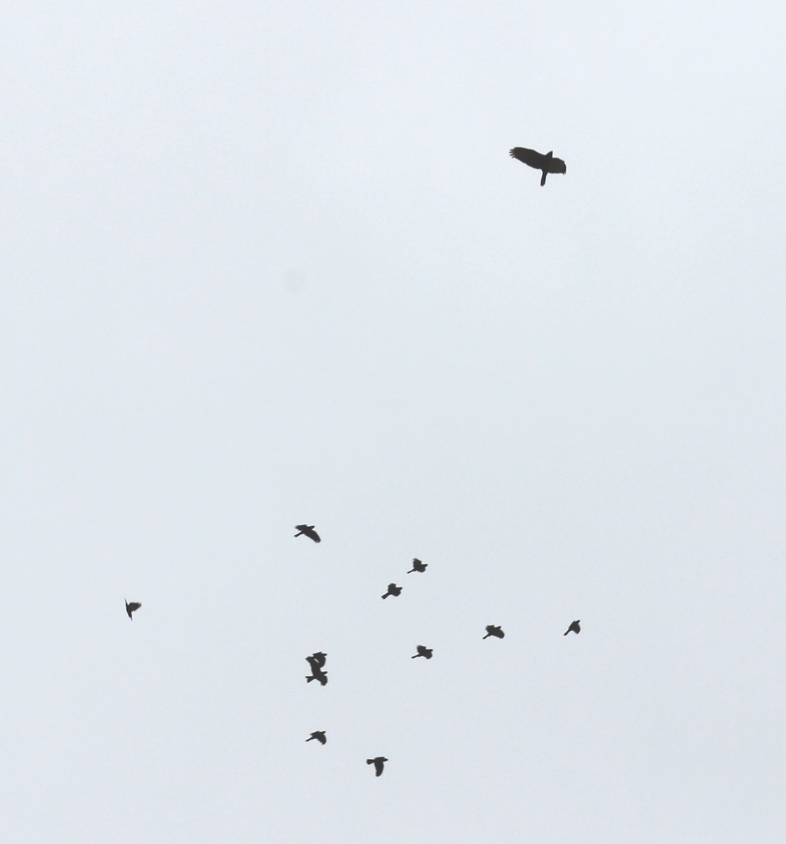 Яструб бурий - ML644434721