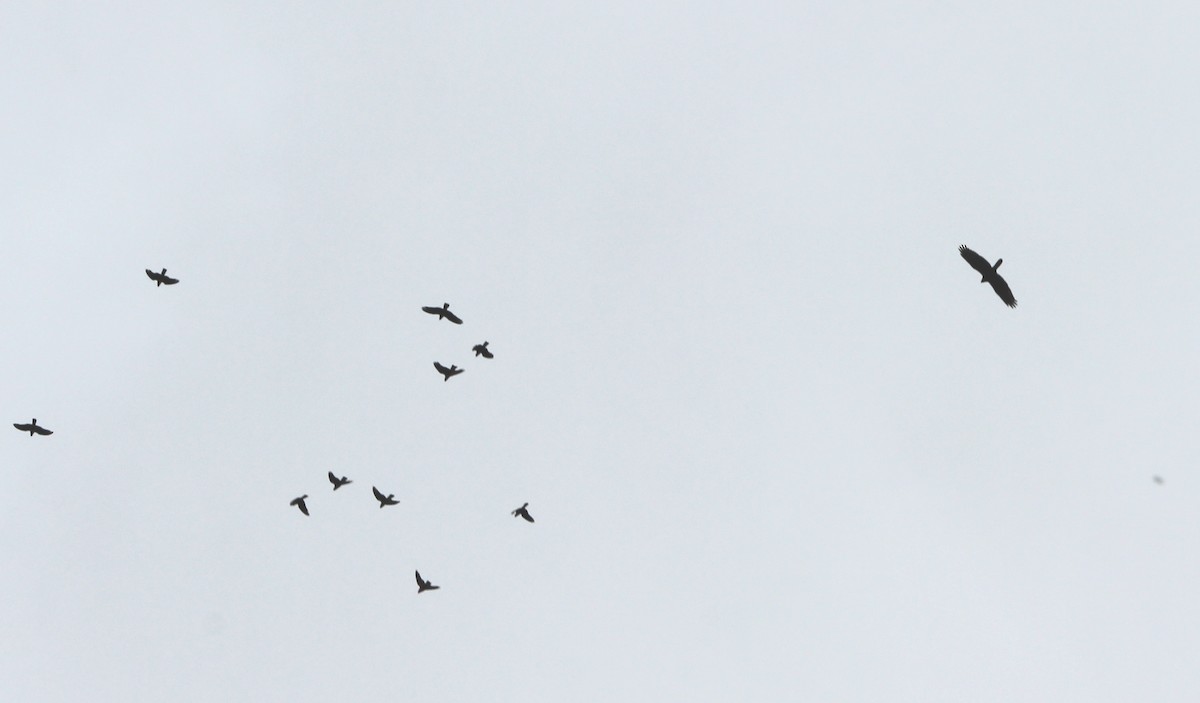 Яструб бурий - ML644434722