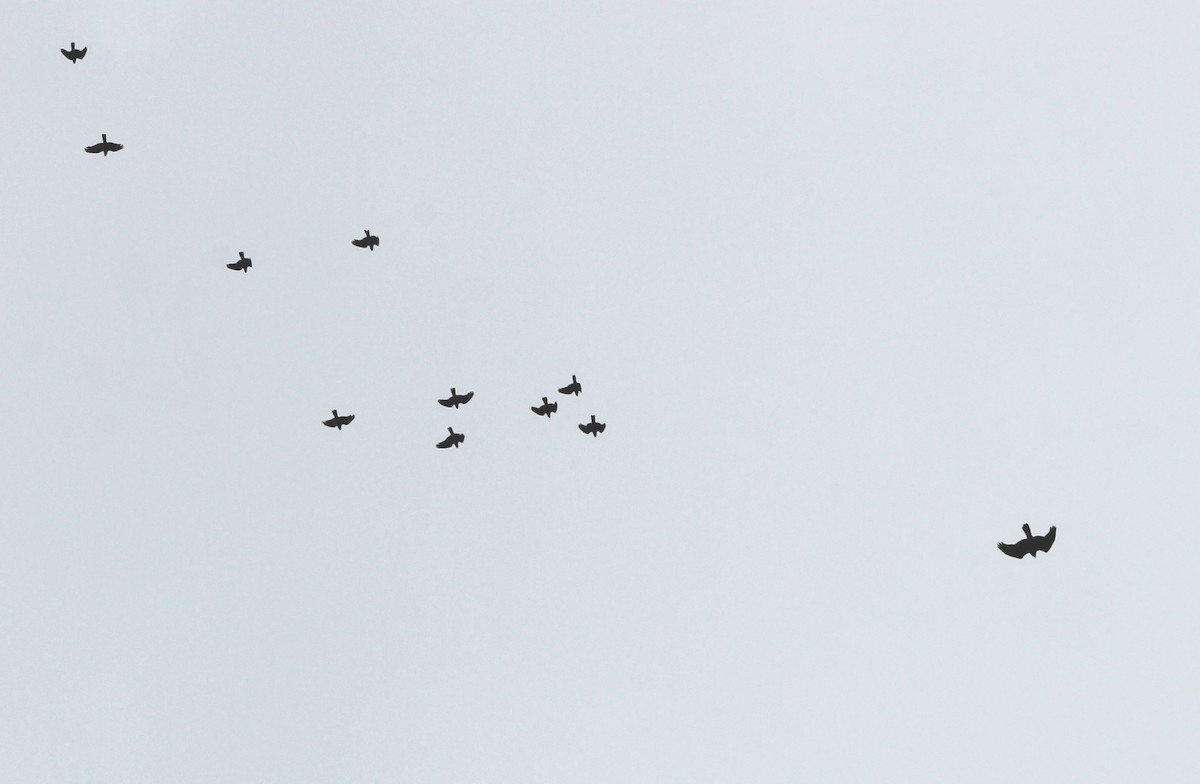 Яструб бурий - ML644434723