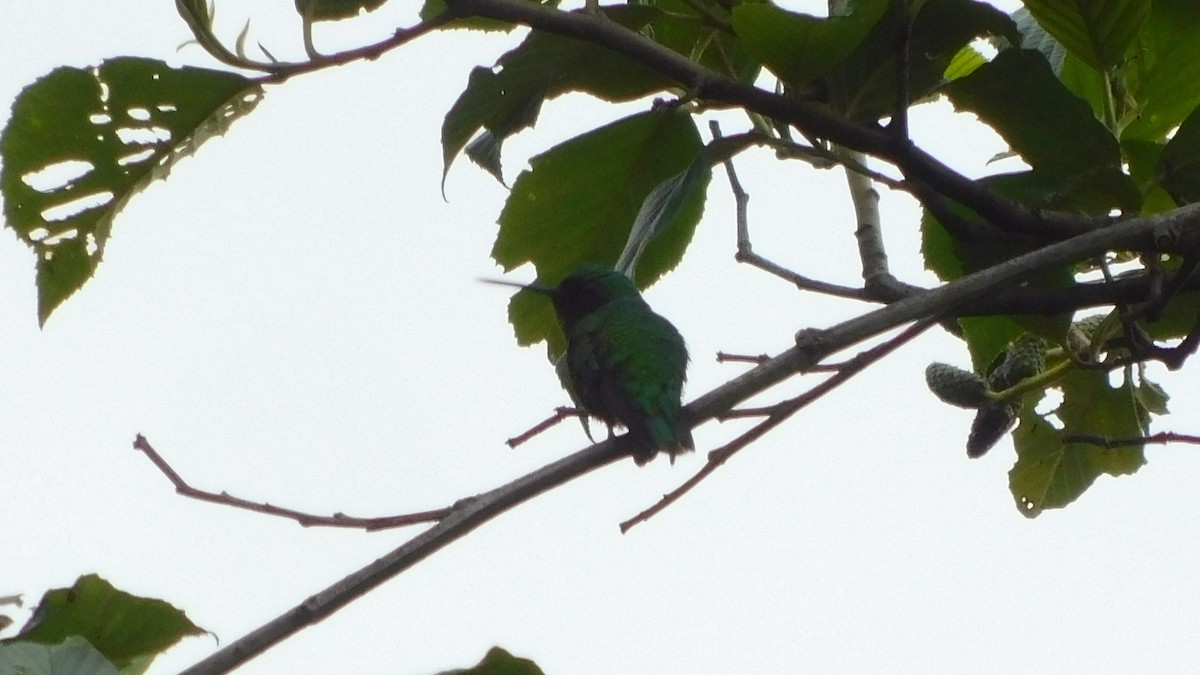 Short-tailed Emerald - ML644434728