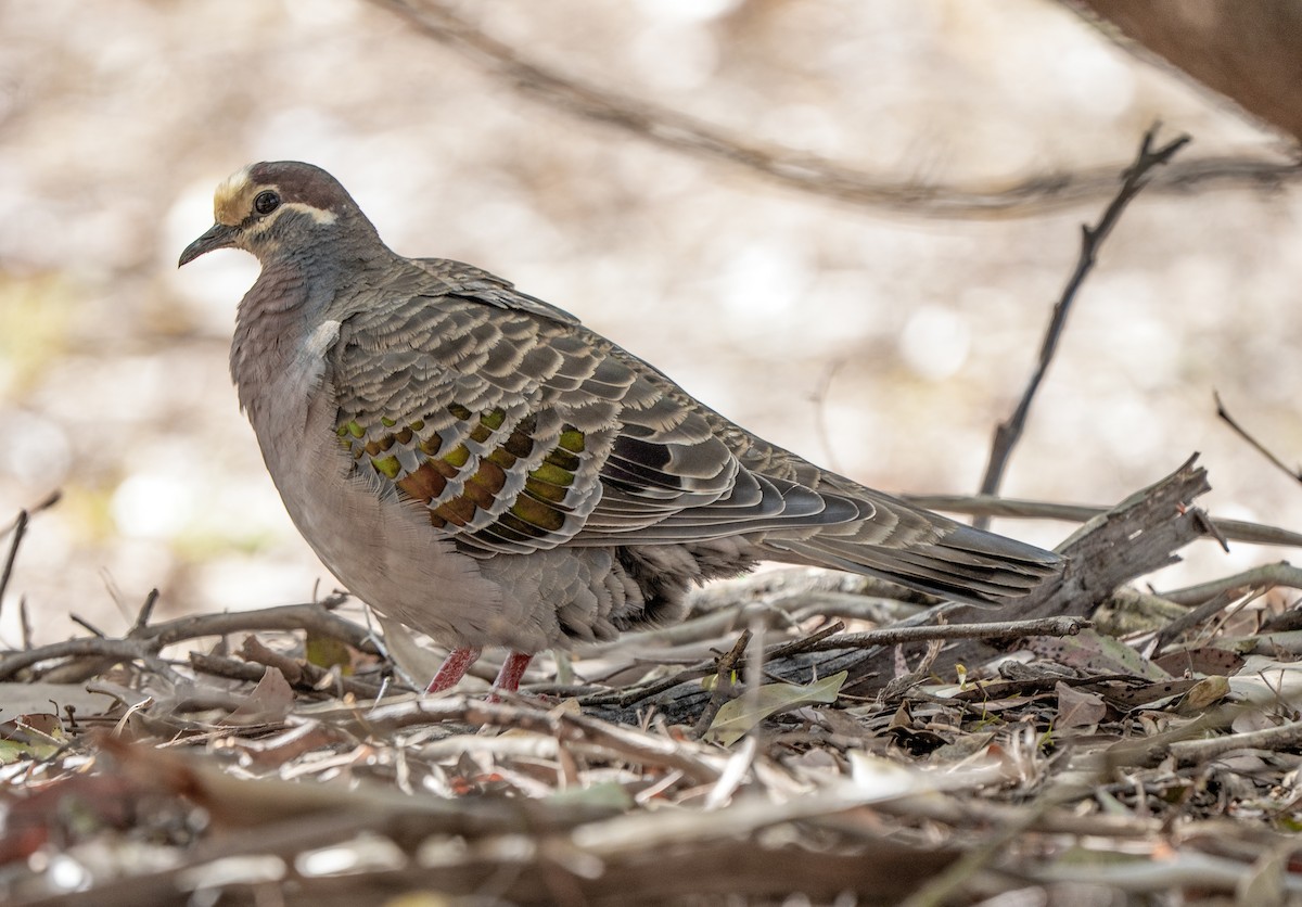 Common Bronzewing - ML644434741