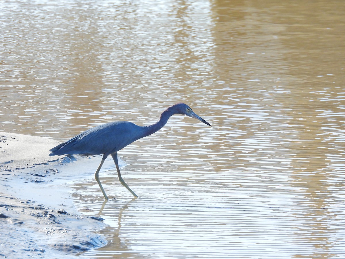 Little Blue Heron - ML644434748