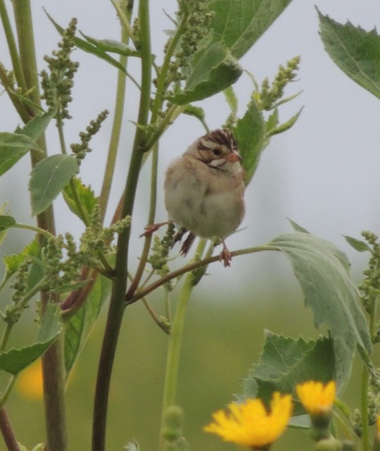 Chingolo Pálido - ML644434752