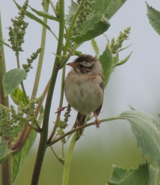 Chingolo Pálido - ML644434753