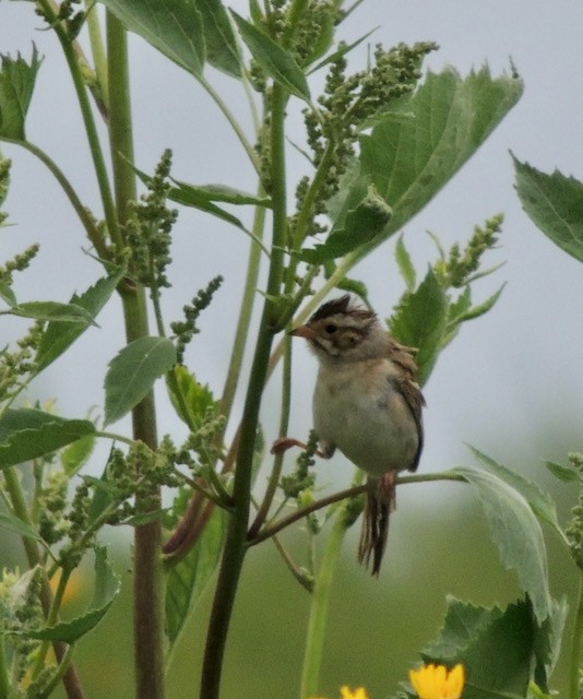 Chingolo Pálido - ML644434754