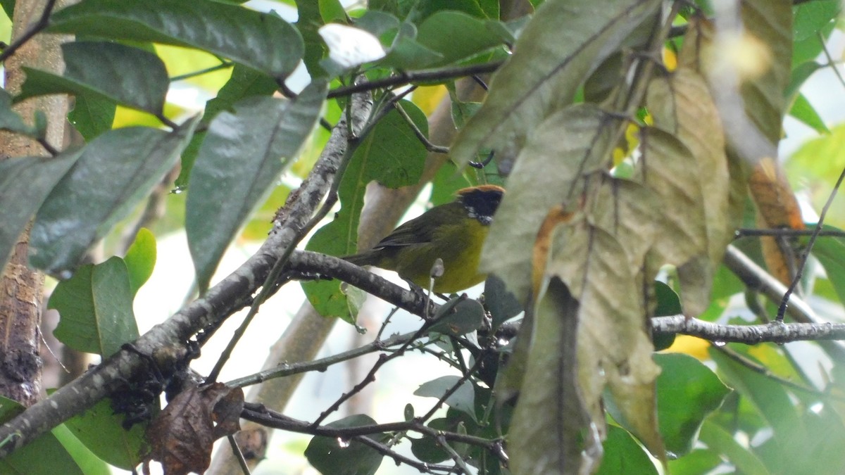 Moustached Brushfinch - ML644434755
