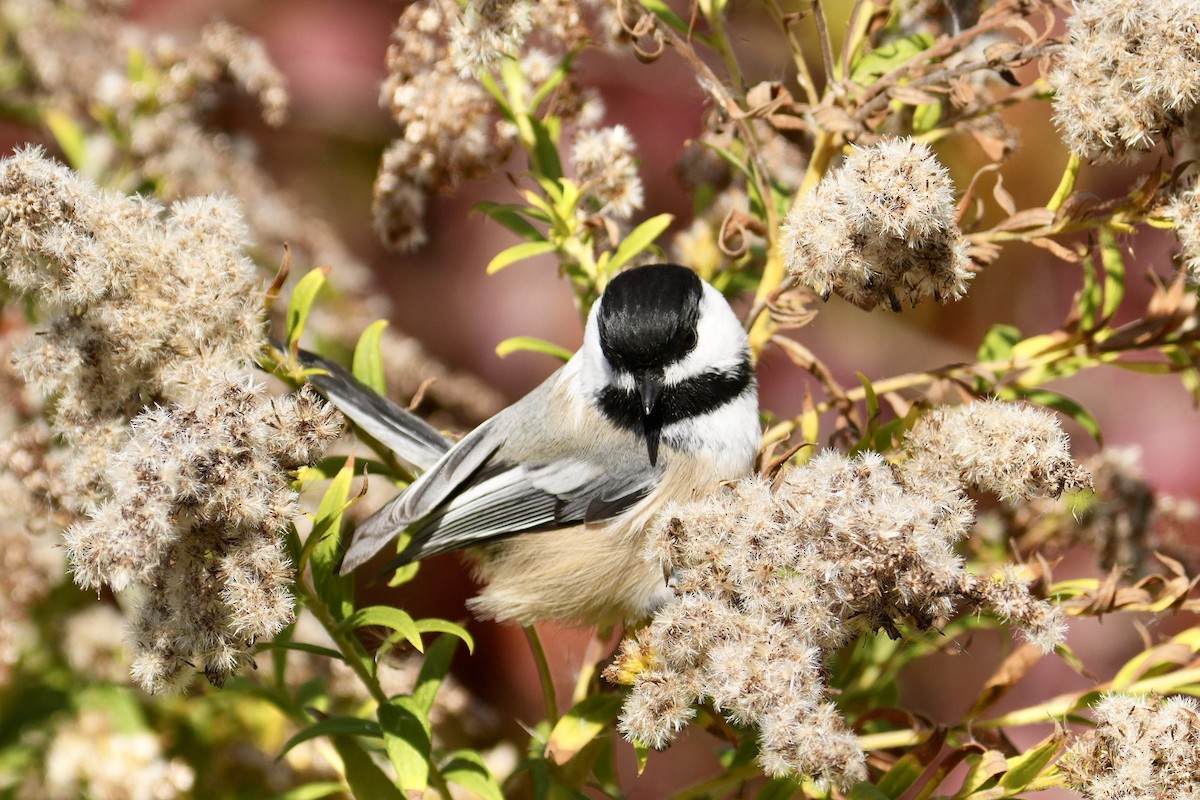 Black-capped Chickadee - ML644434763