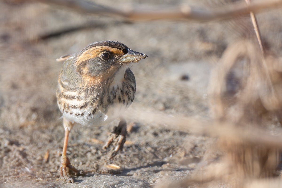 Bruant à queue aiguë - ML644434764