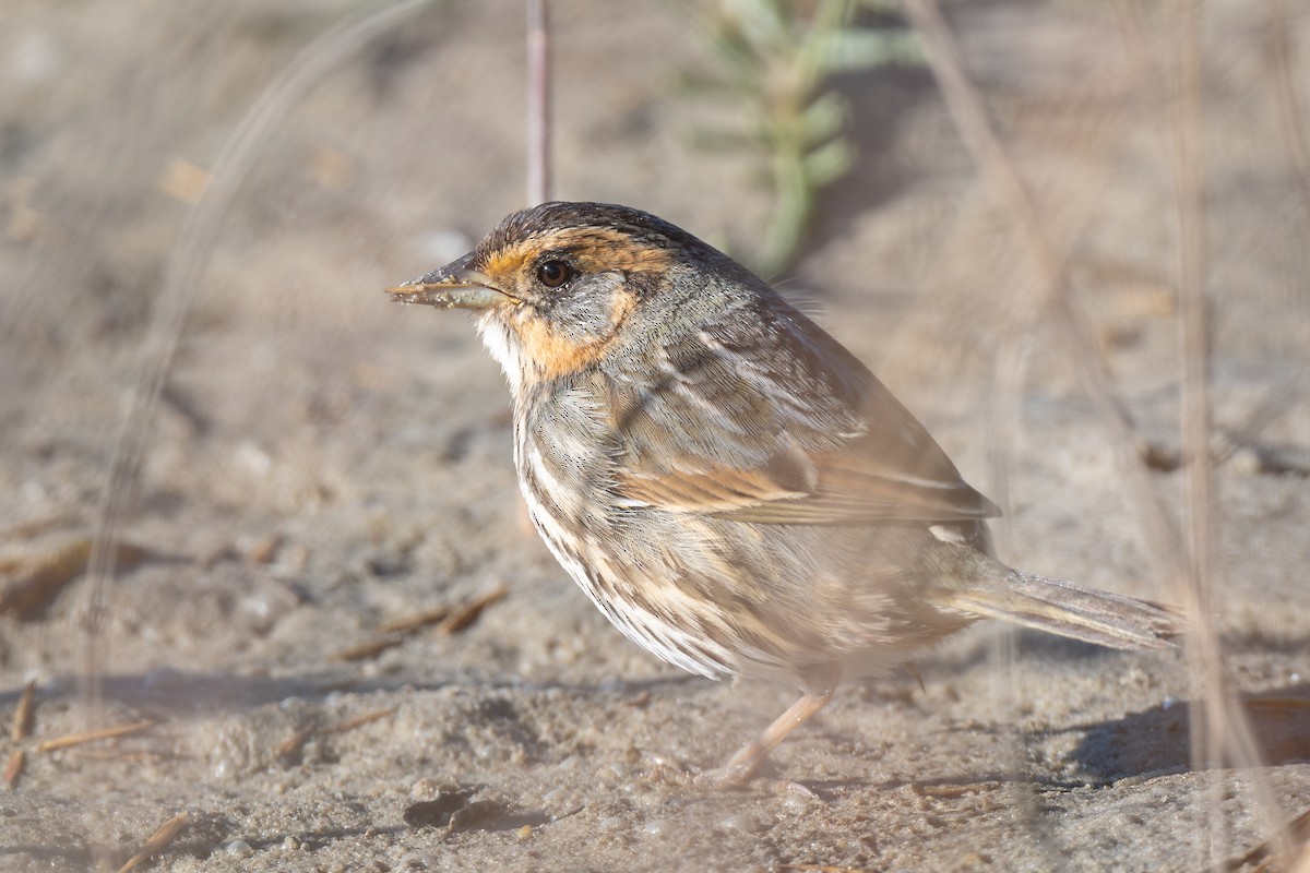 Bruant à queue aiguë - ML644434765