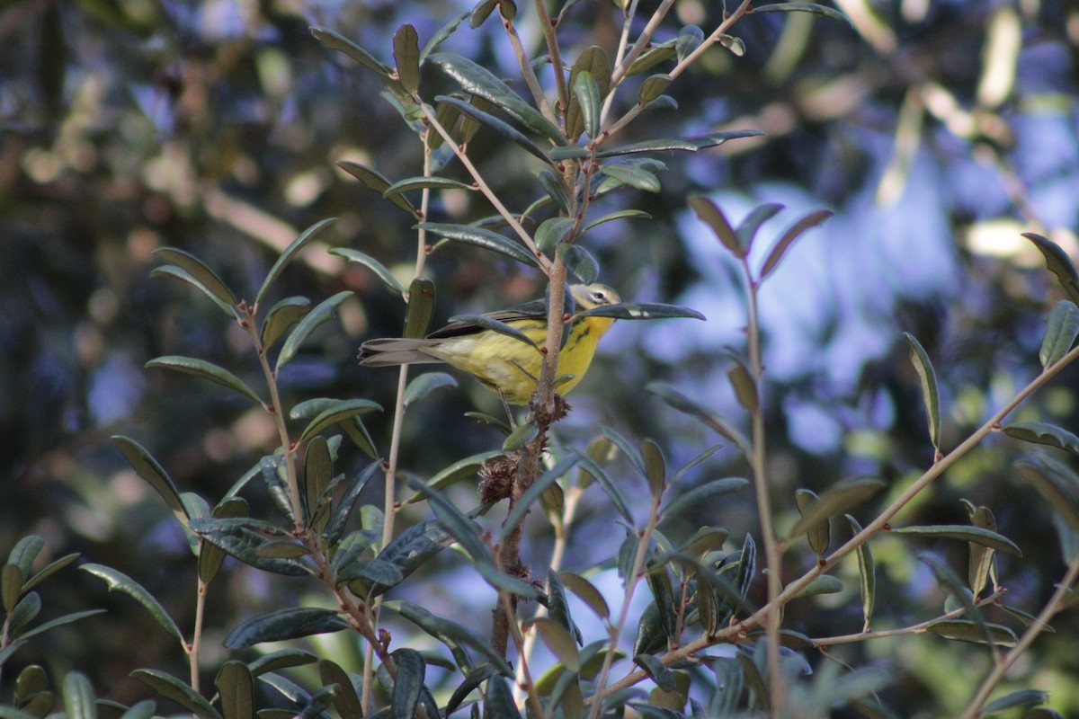 Paruline des prés - ML644434766