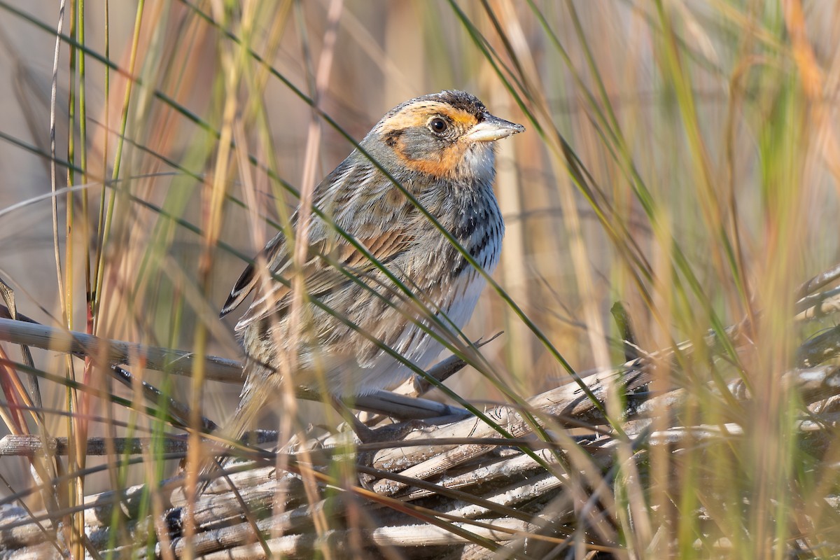 Bruant à queue aiguë - ML644434767
