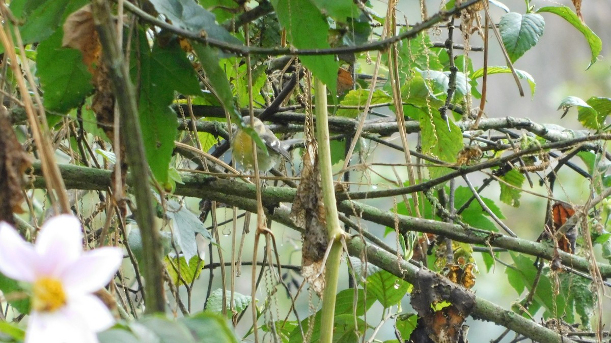 סבכון כתום-גרון - ML644434773