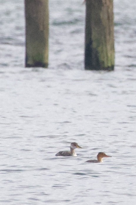 Пірникоза сірощока - ML644434785