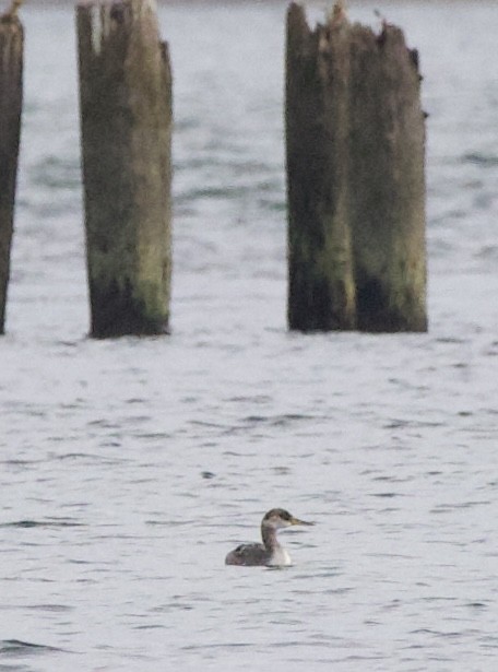 Пірникоза сірощока - ML644434787