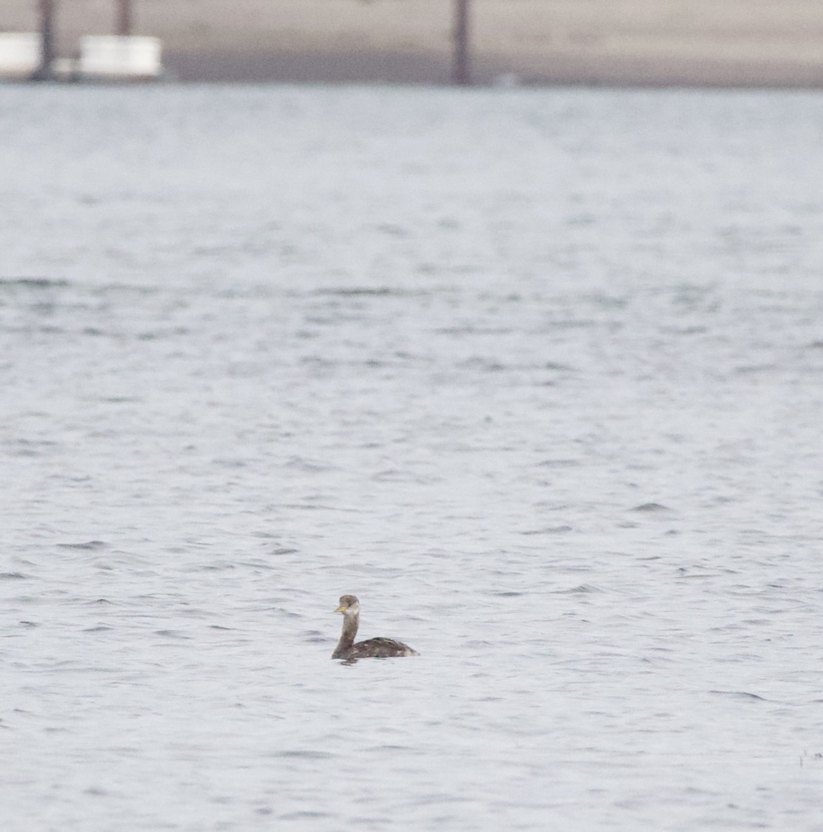 Somormujo Cuellirrojo - ML644434788